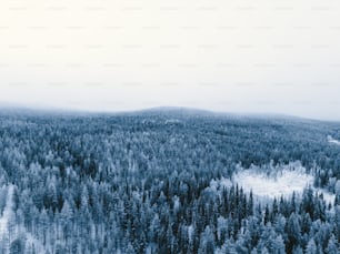 uma floresta coberta de neve e cercada por árvores