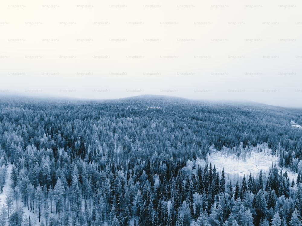 Ein schneebedeckter Wald, der von Bäumen umgeben ist