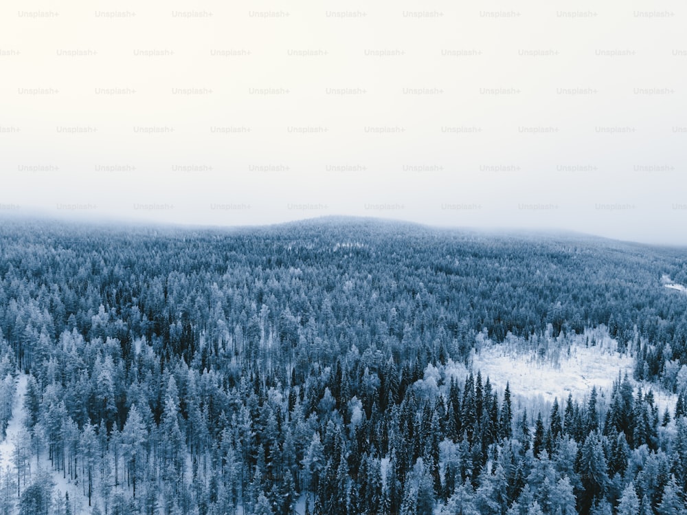 a forest covered in snow and surrounded by trees