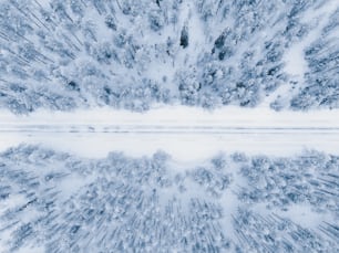 a snow covered forest filled with lots of trees