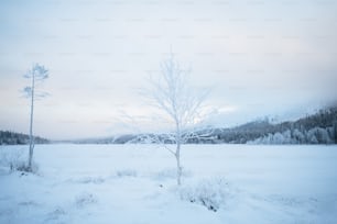 a lone tree stands in the middle of a snowy field