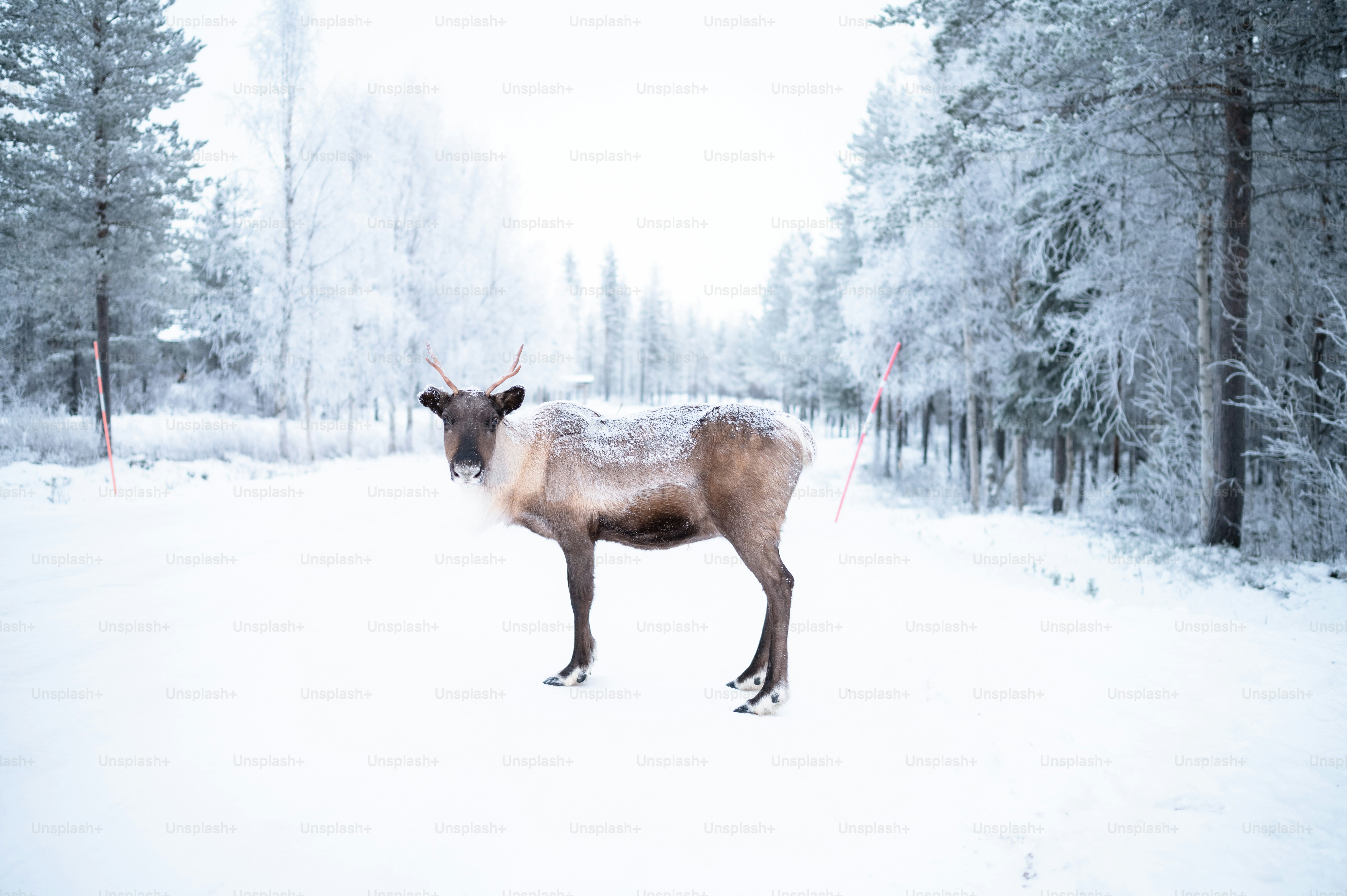 a deer standing in the middle of a snow covered forest