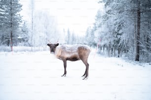 a deer standing in the middle of a snow covered forest