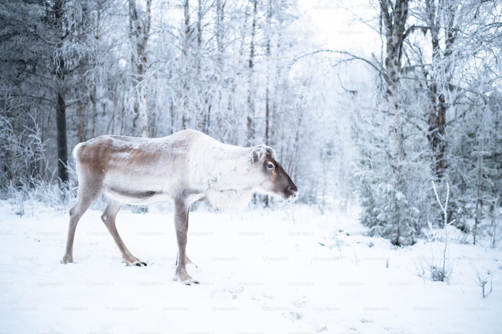 a reindeer walking through the snow in a forest
