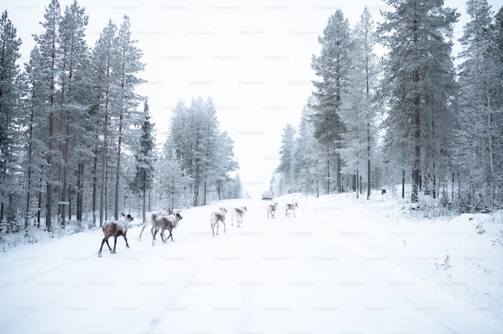 a herd of deer walking across a snow covered forest