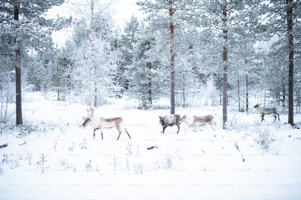a group of deer walking through a snow covered forest