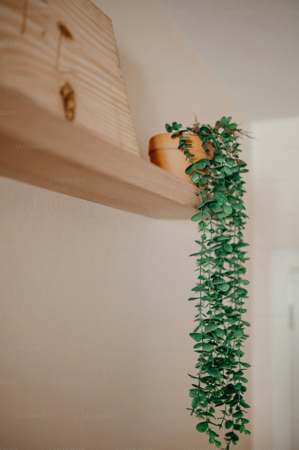 a green plant is growing on a wooden shelf