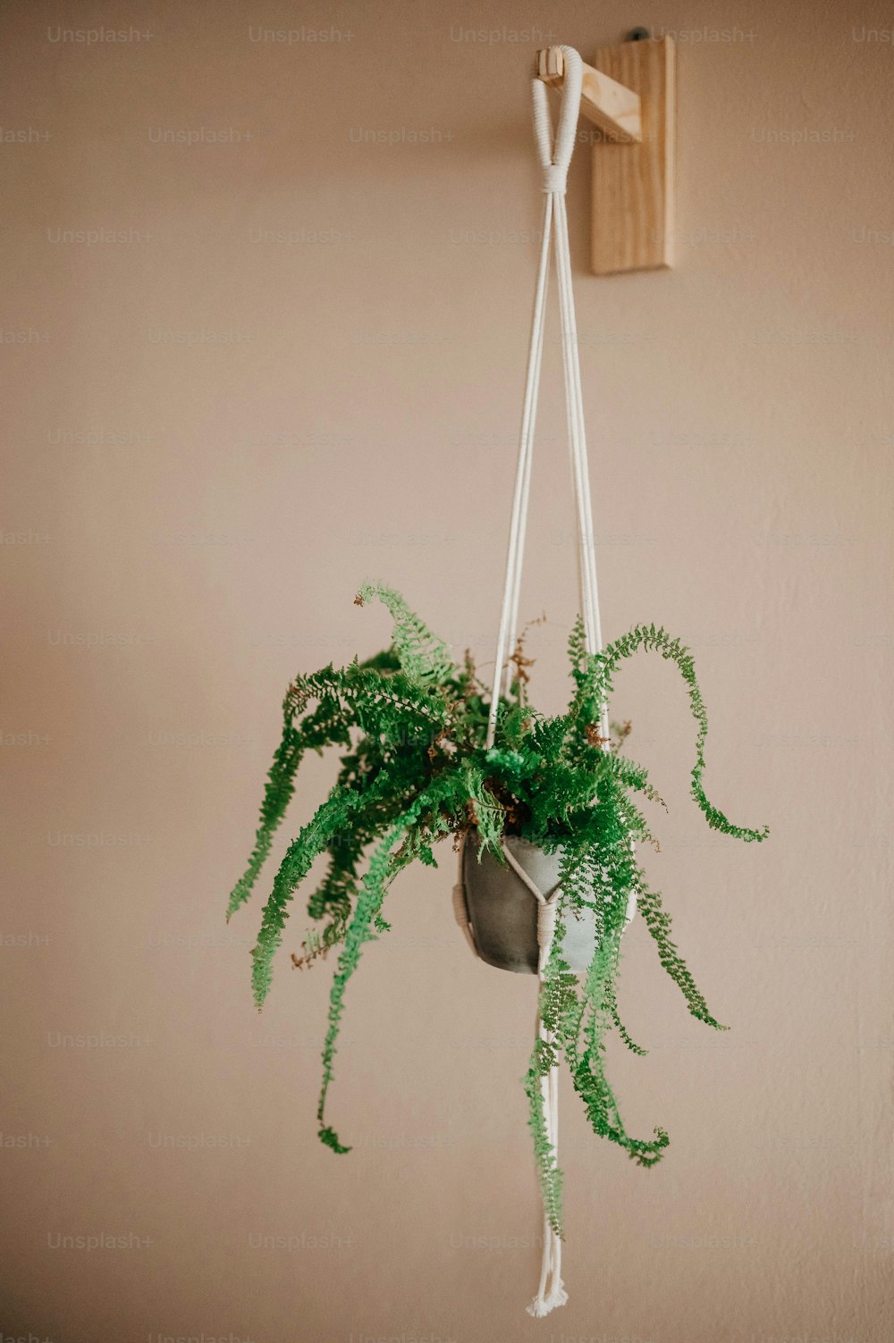 a potted plant hanging from a hook on a wall