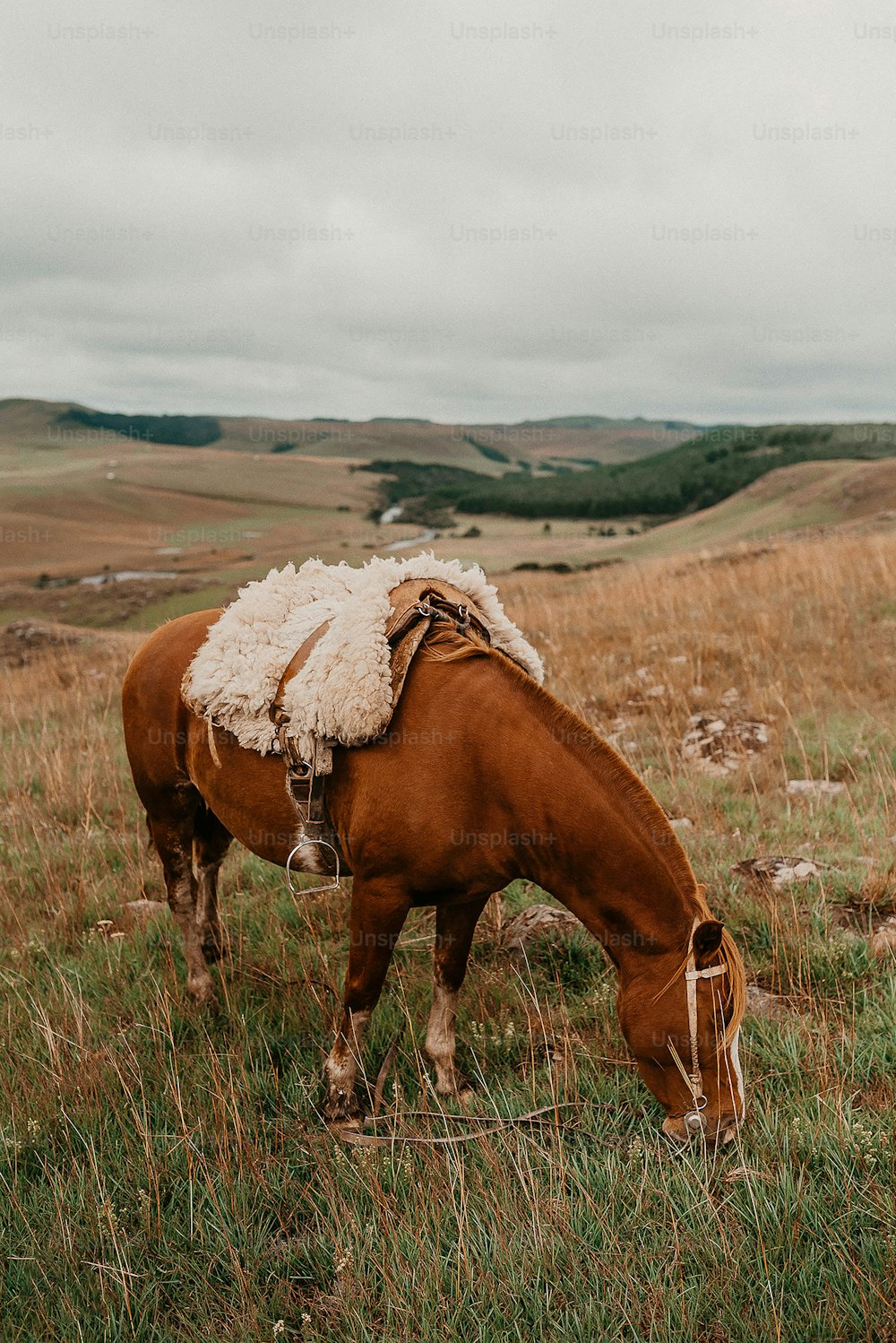 a brown horse grazing on grass in a field