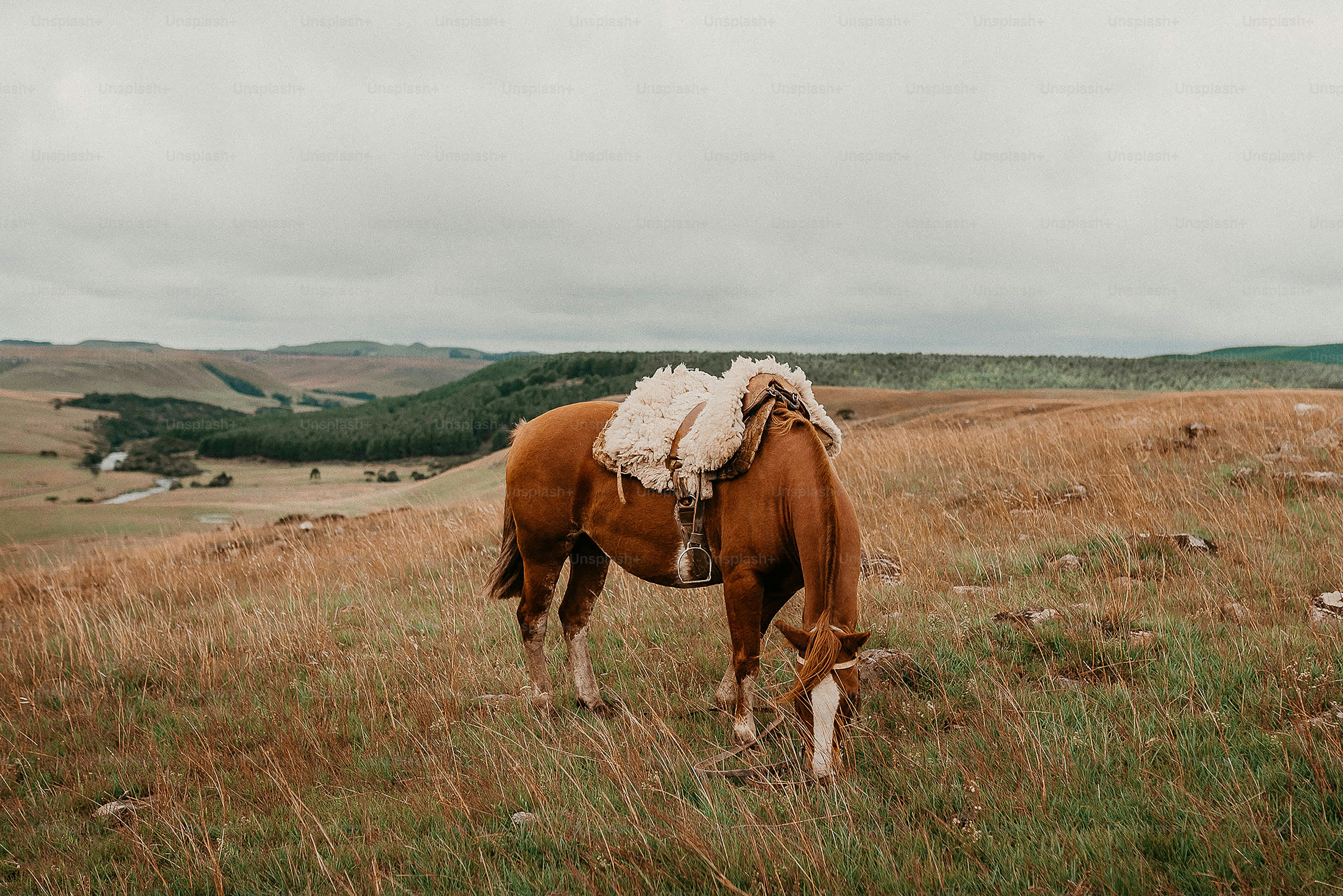 a brown horse standing on top of a lush green field
