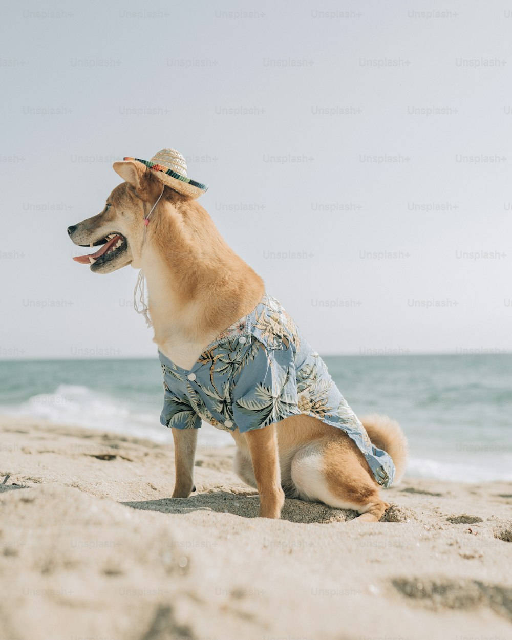 a dog wearing a shirt and hat on the beach