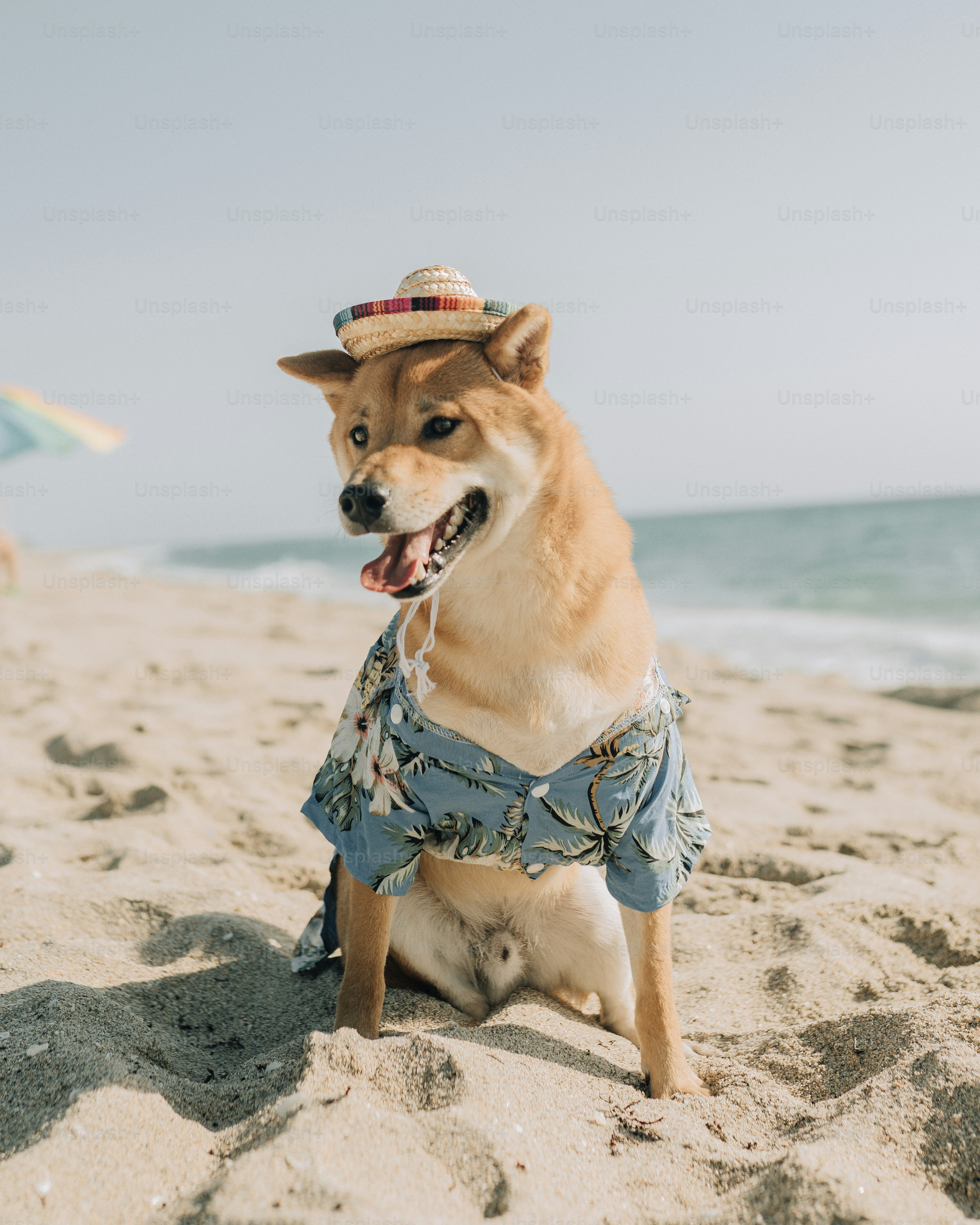 What’s Happening With Dogecoin?