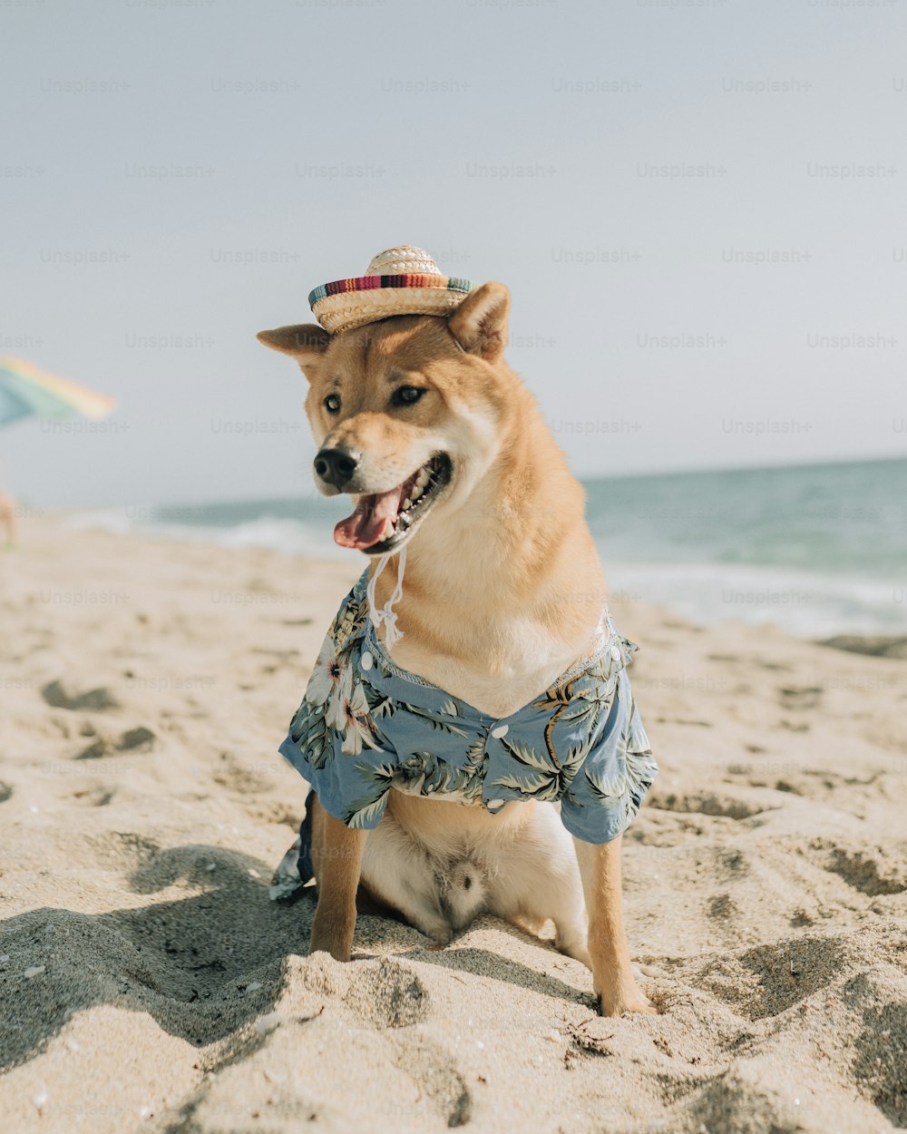 a dog wearing a shirt and hat on a beach