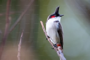 Un pequeño pájaro sentado en una rama con un fondo borroso
