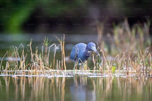 Un oiseau bleu se tient dans l’eau