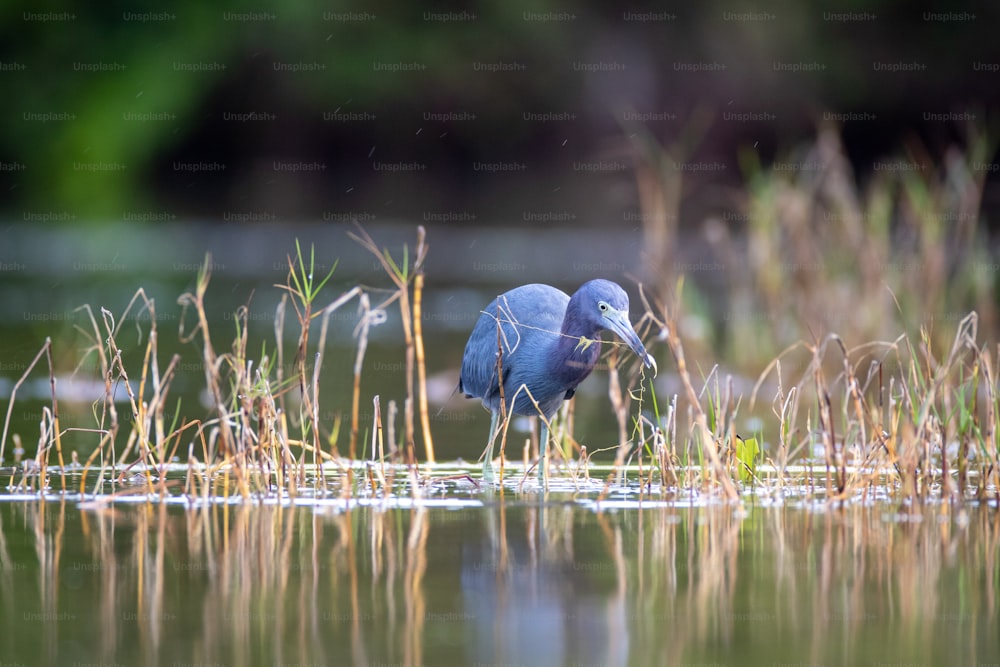 Ein blauer Vogel steht im Wasser