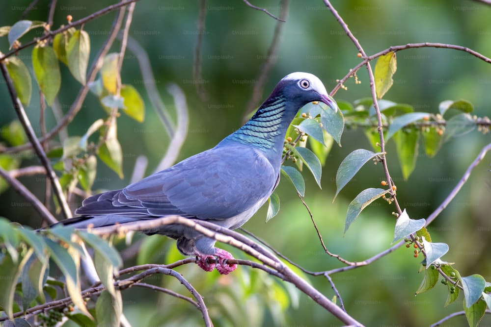 Un uccello blu appollaiato sulla cima di un ramo d'albero
