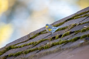 Ein kleiner Vogel, der auf einem Dach sitzt