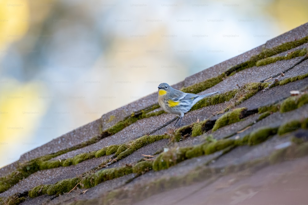 un piccolo uccello seduto in cima a un tetto