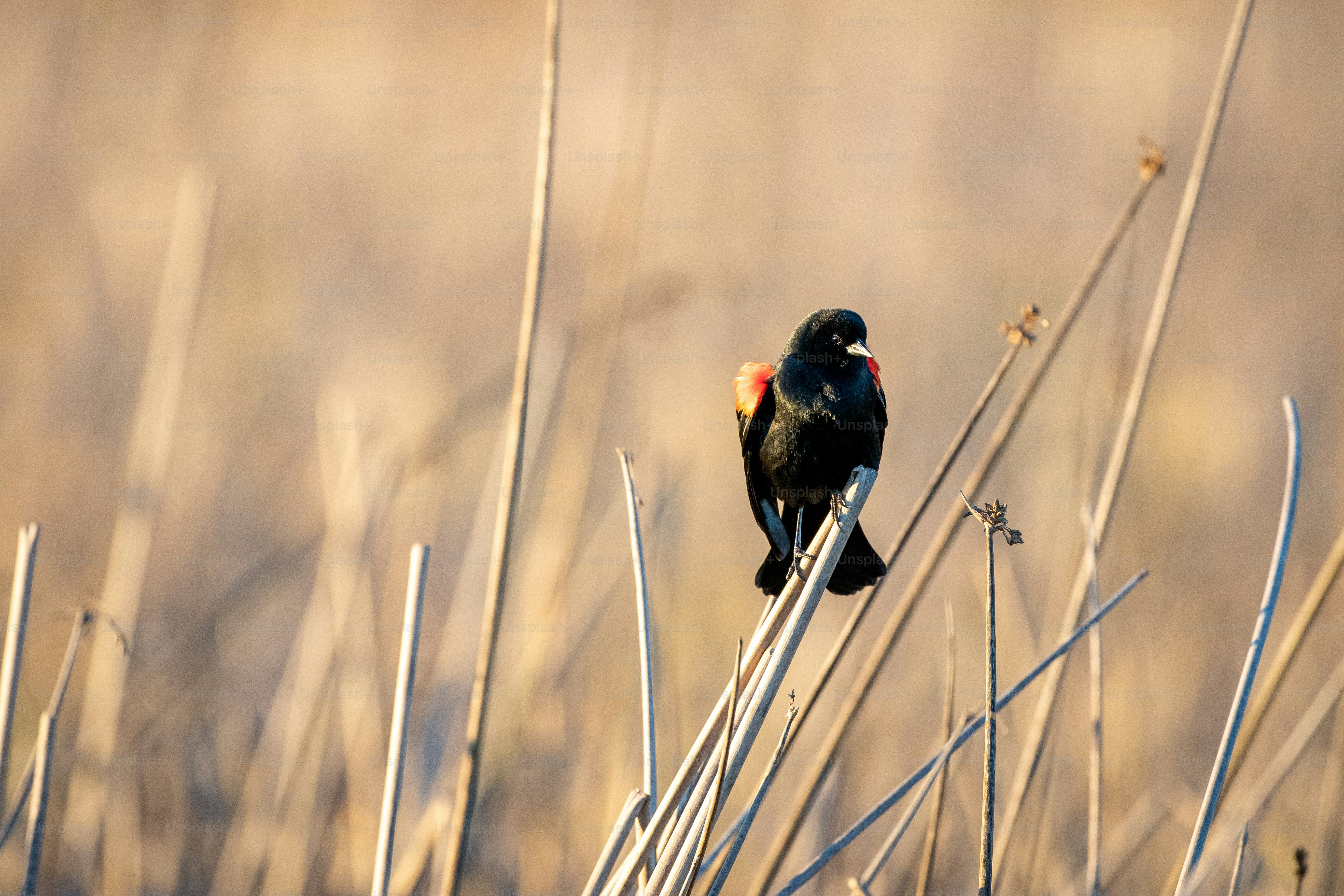 Un pájaro negro sentado en la cima de un campo de hierba seca