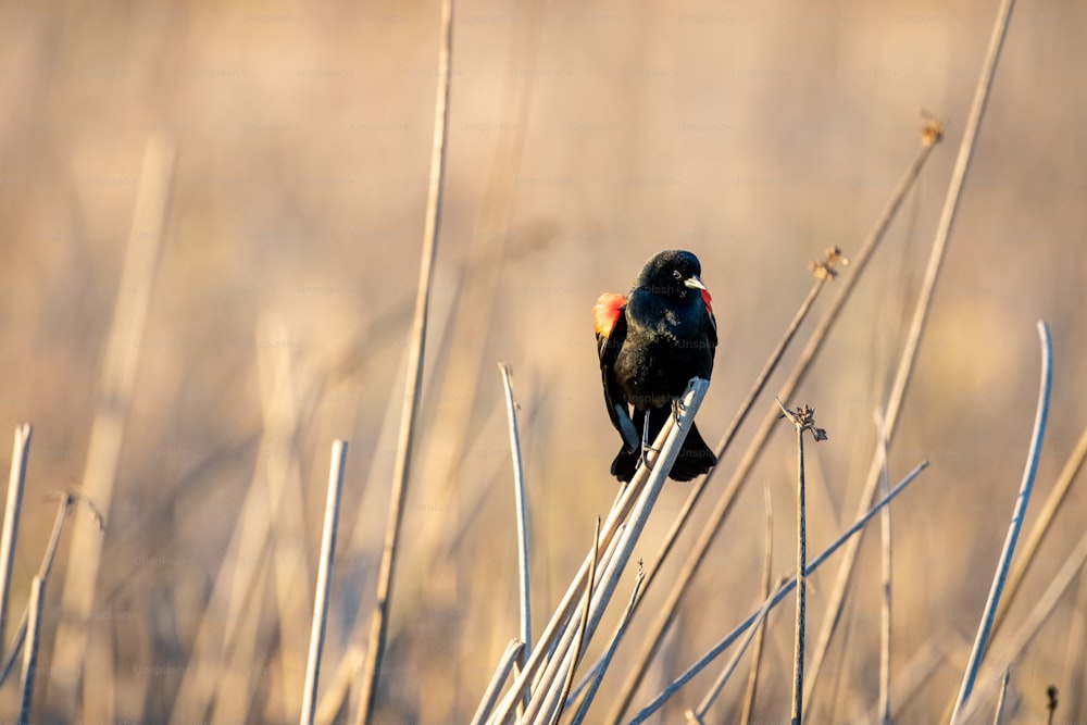 Un uccello nero seduto in cima a un campo di erba secca