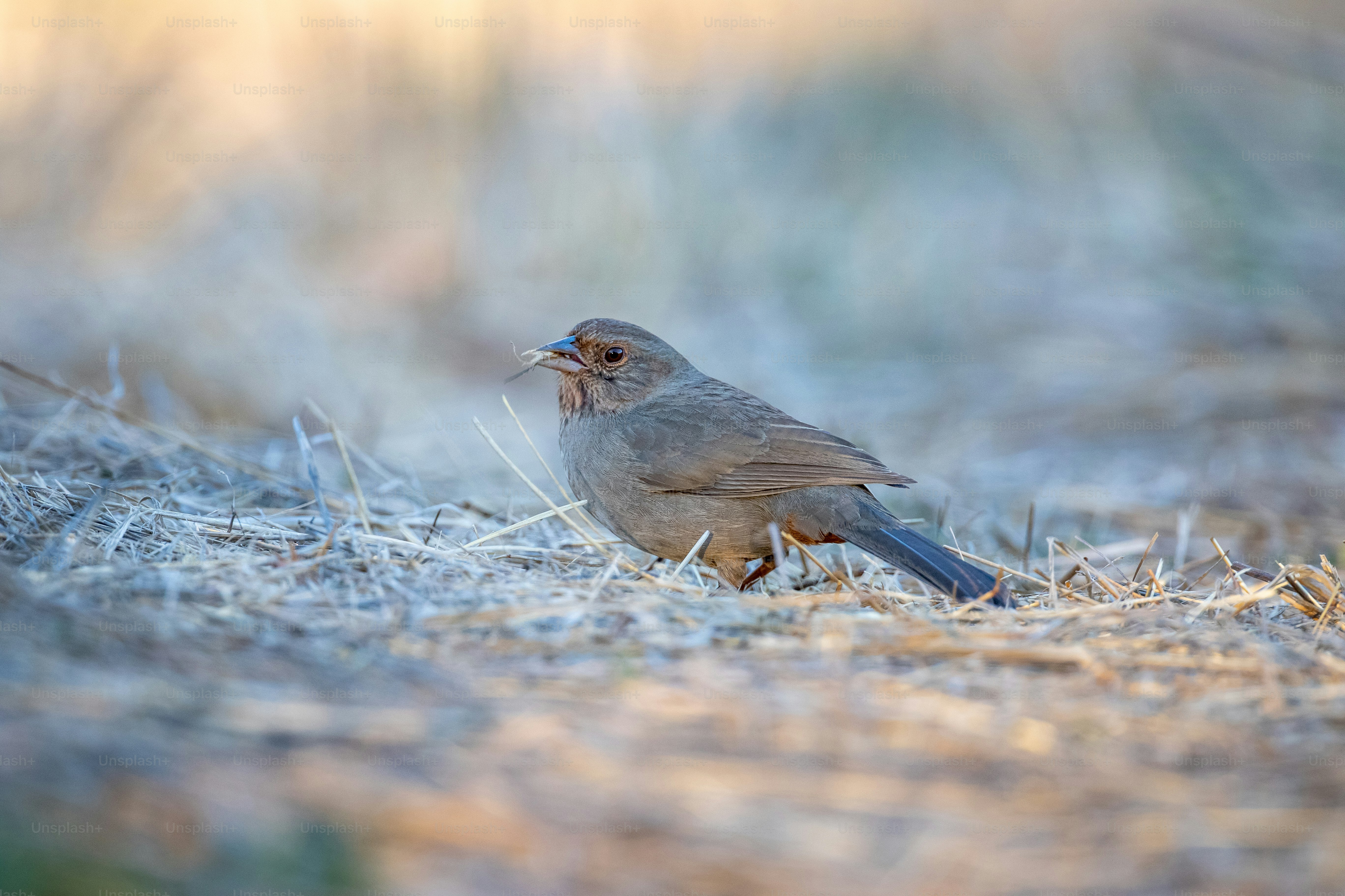 a small bird standing on top of a dry grass field
