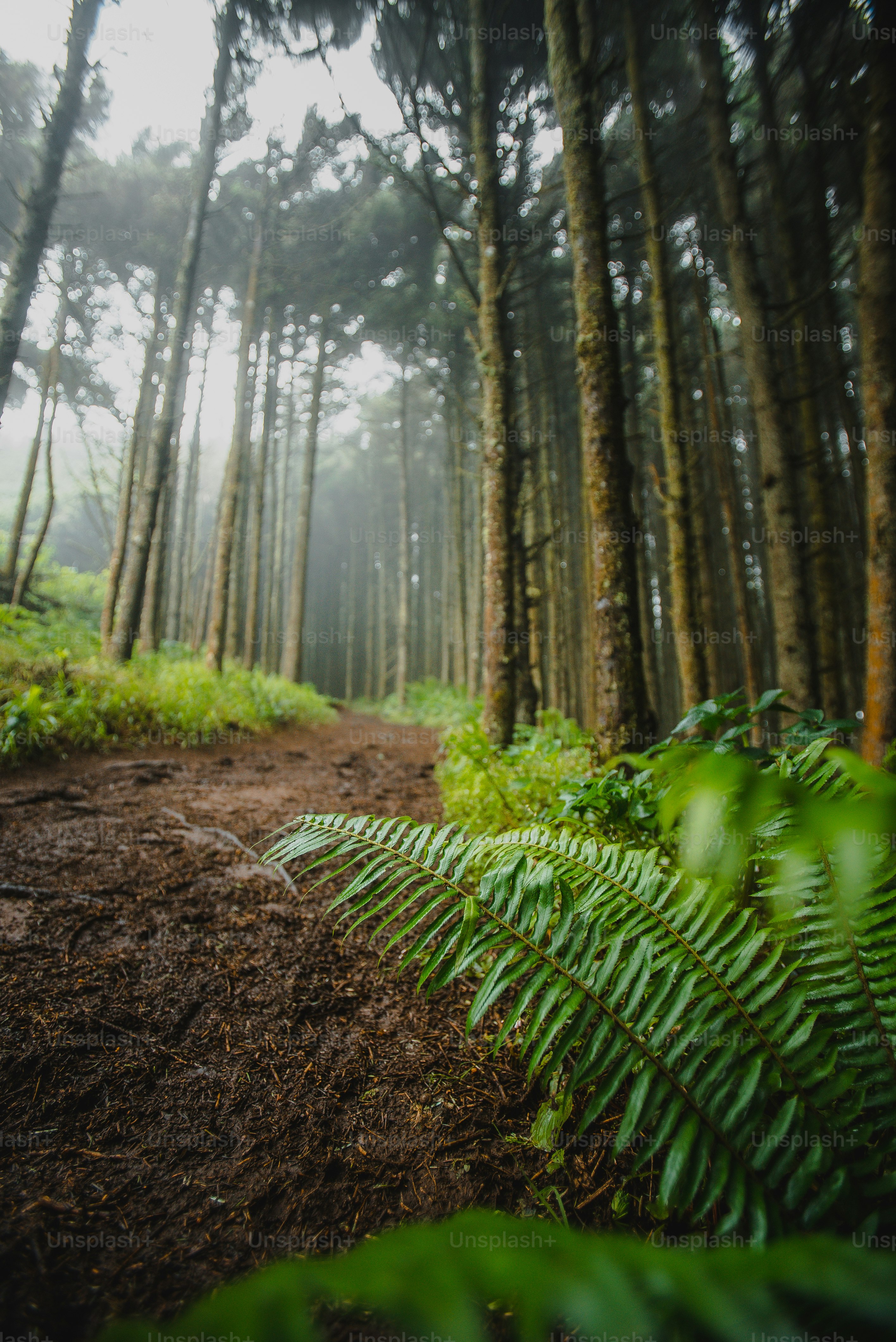 a dirt path in the middle of a forest