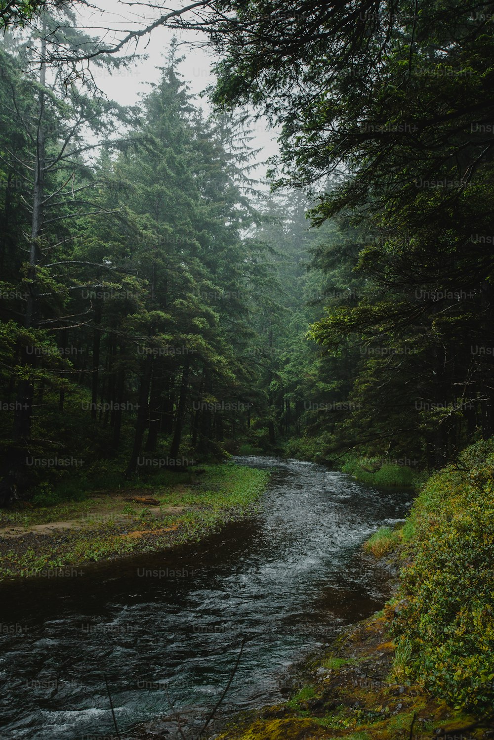 a stream running through a lush green forest