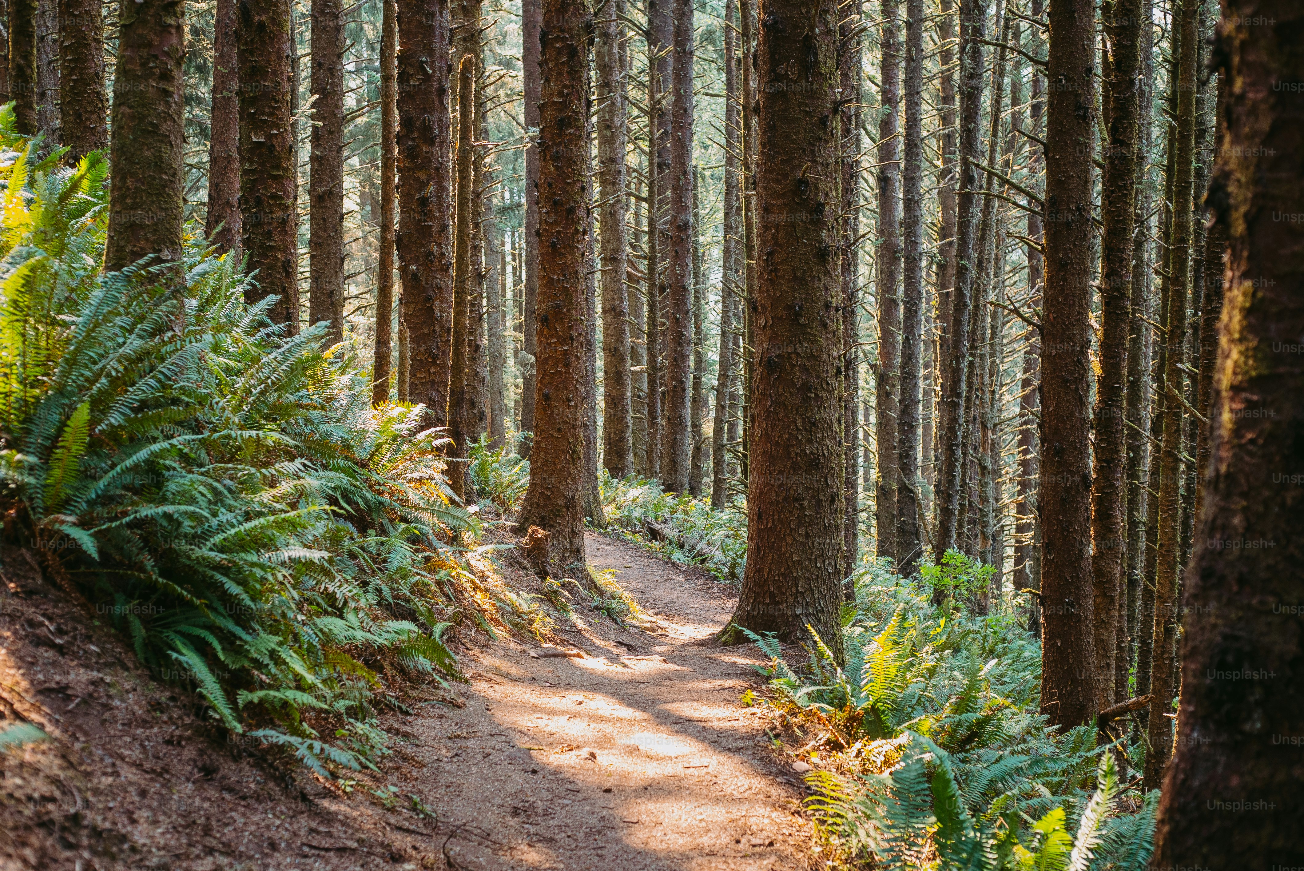 a path in the middle of a forest with lots of trees