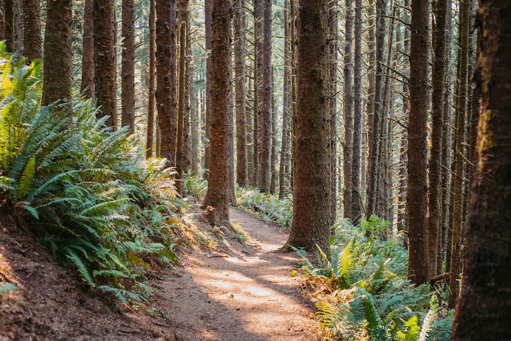 Un sentiero nel mezzo di una foresta con molti alberi