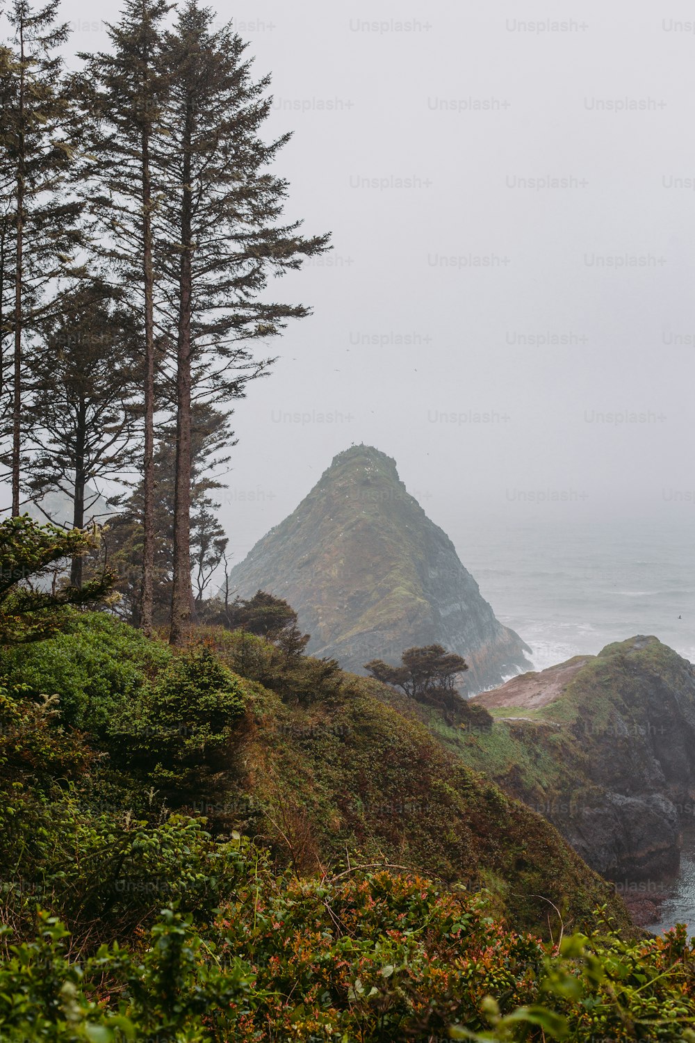 a couple of trees that are on a hill