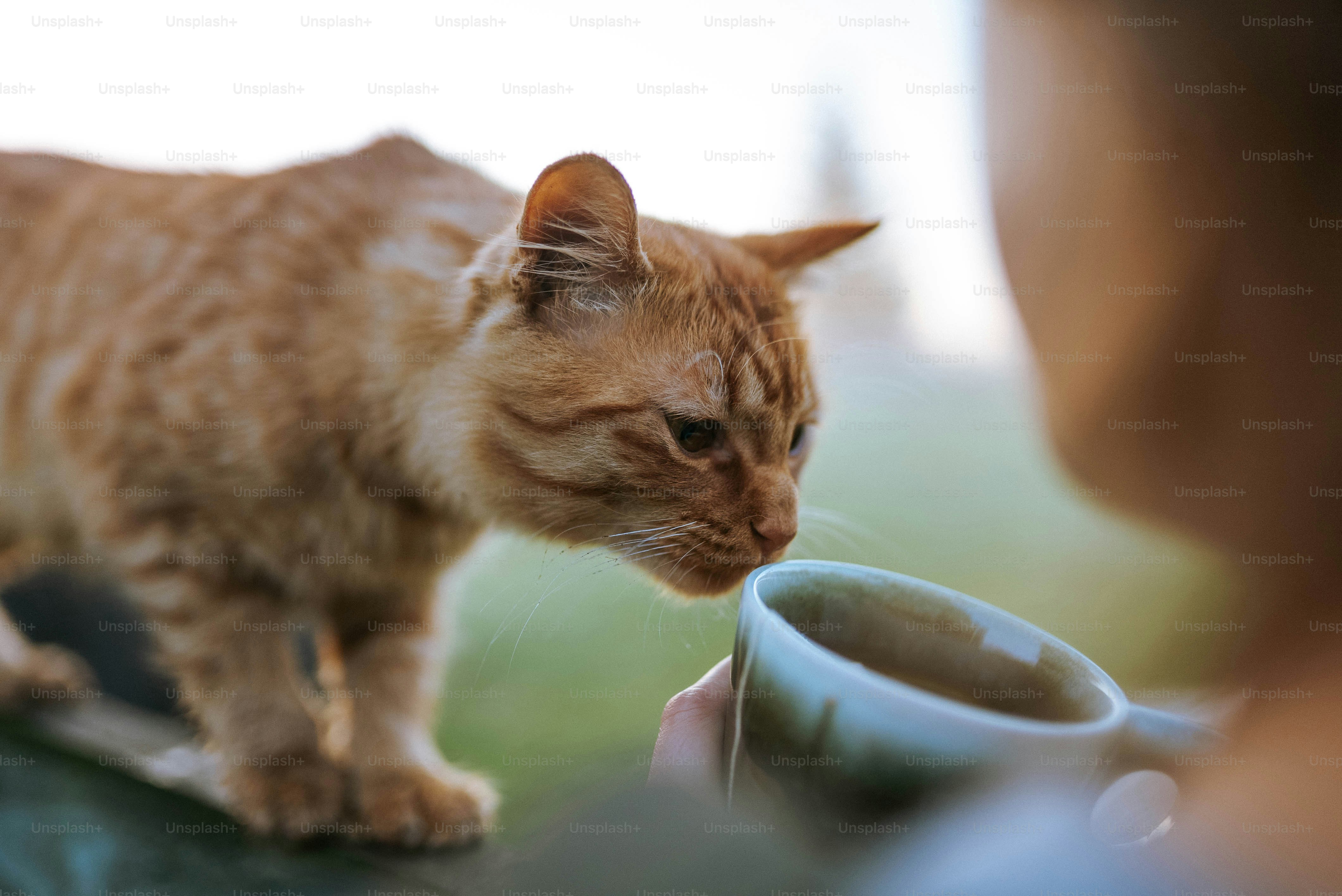 A cat drinking out of a coffee cup photo Cat Image on Unsplash