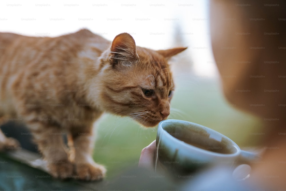 un chat buvant dans une tasse de café