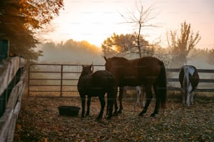 a group of horses standing in a fenced in area