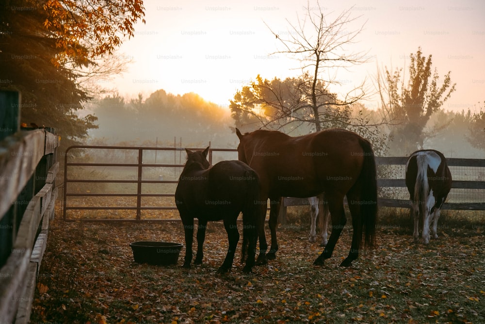 a group of horses standing in a fenced in area