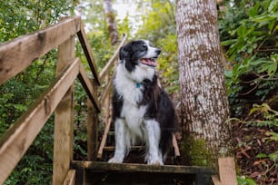 Ein schwarz-weißer Hund, der auf einer Holztreppe steht