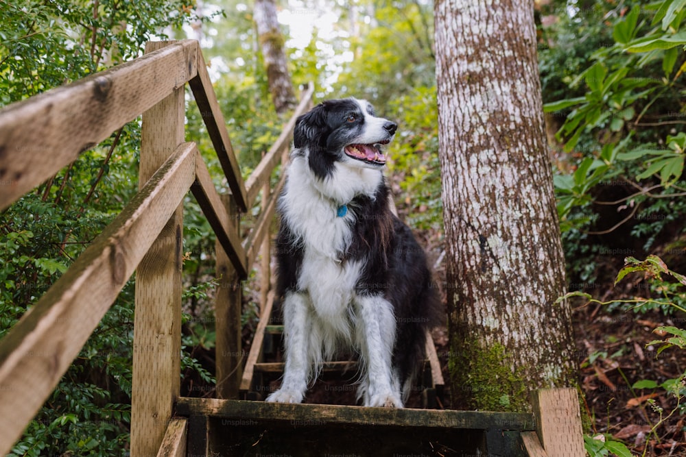 a black and white dog standing on a wooden staircase