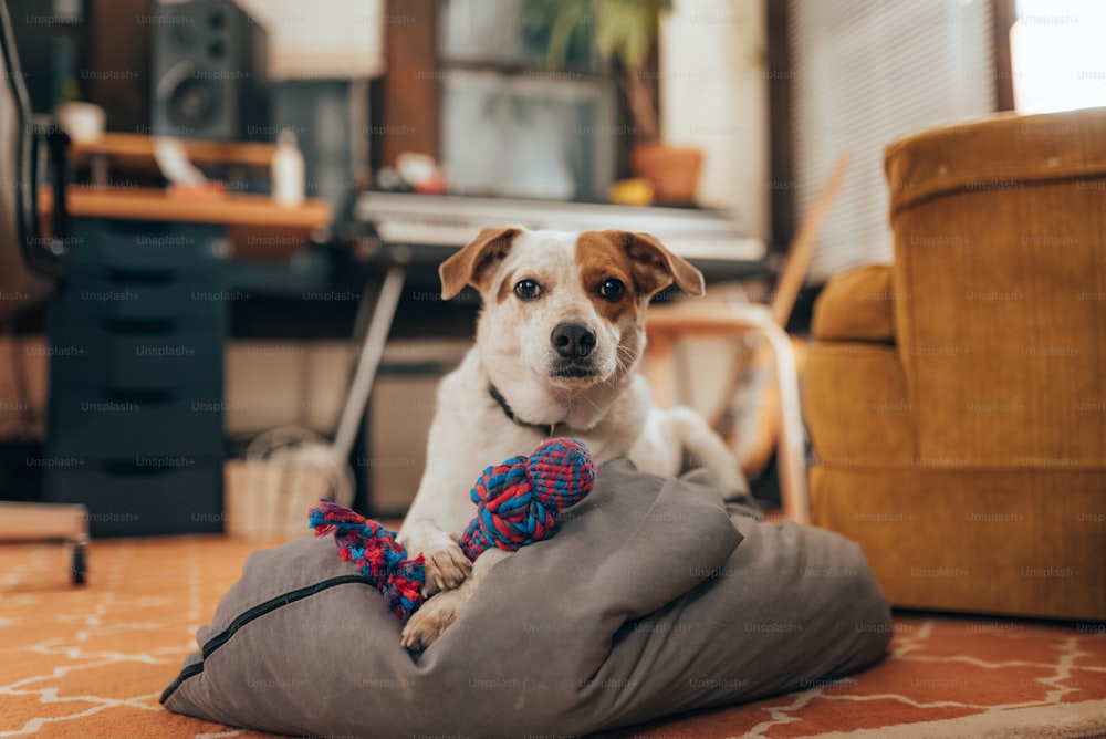 um cachorro sentado em um travesseiro em uma sala de estar