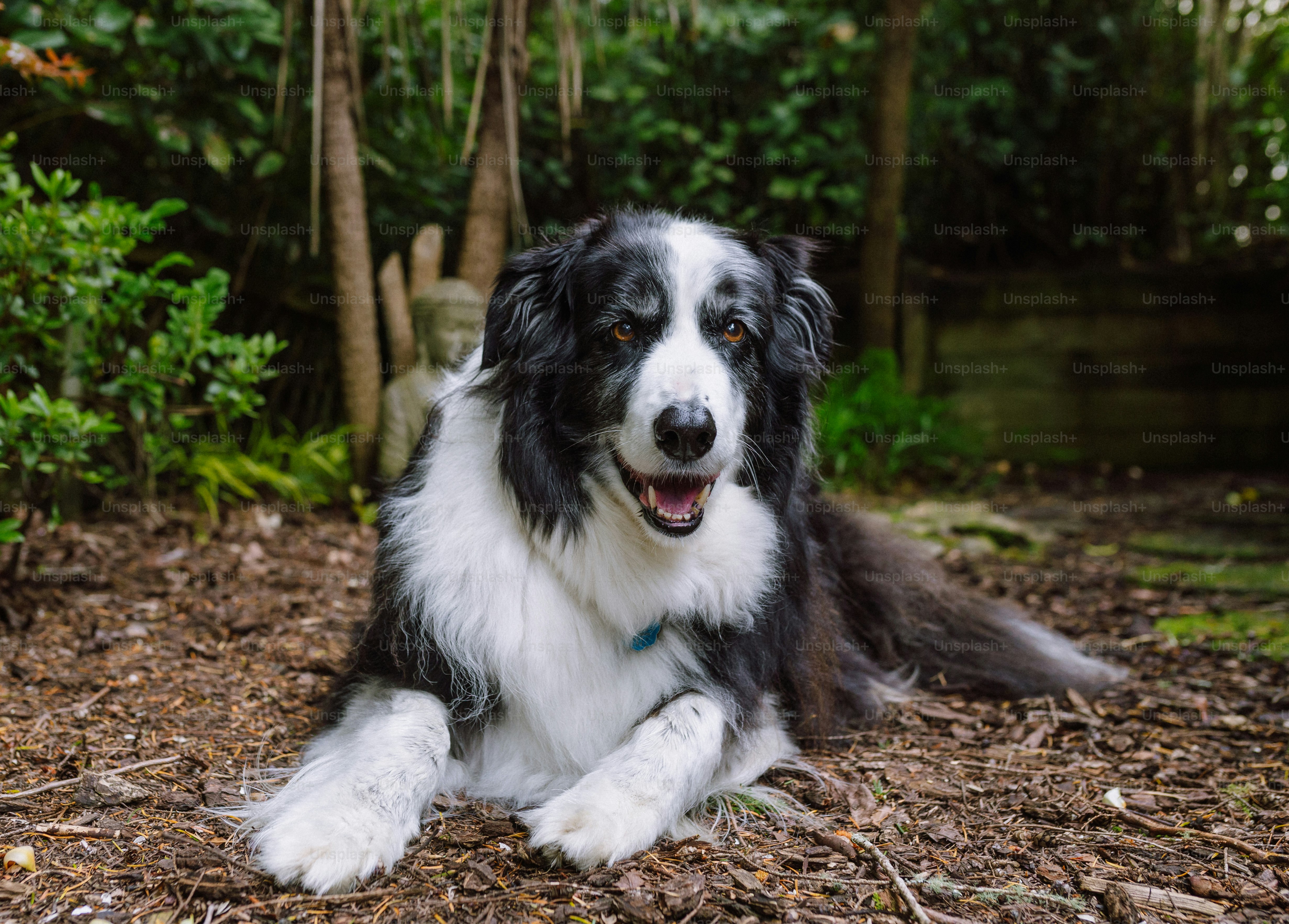 a black and white dog laying on the ground