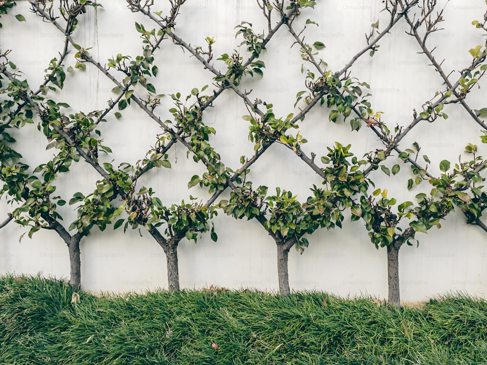 a group of small trees next to a white wall