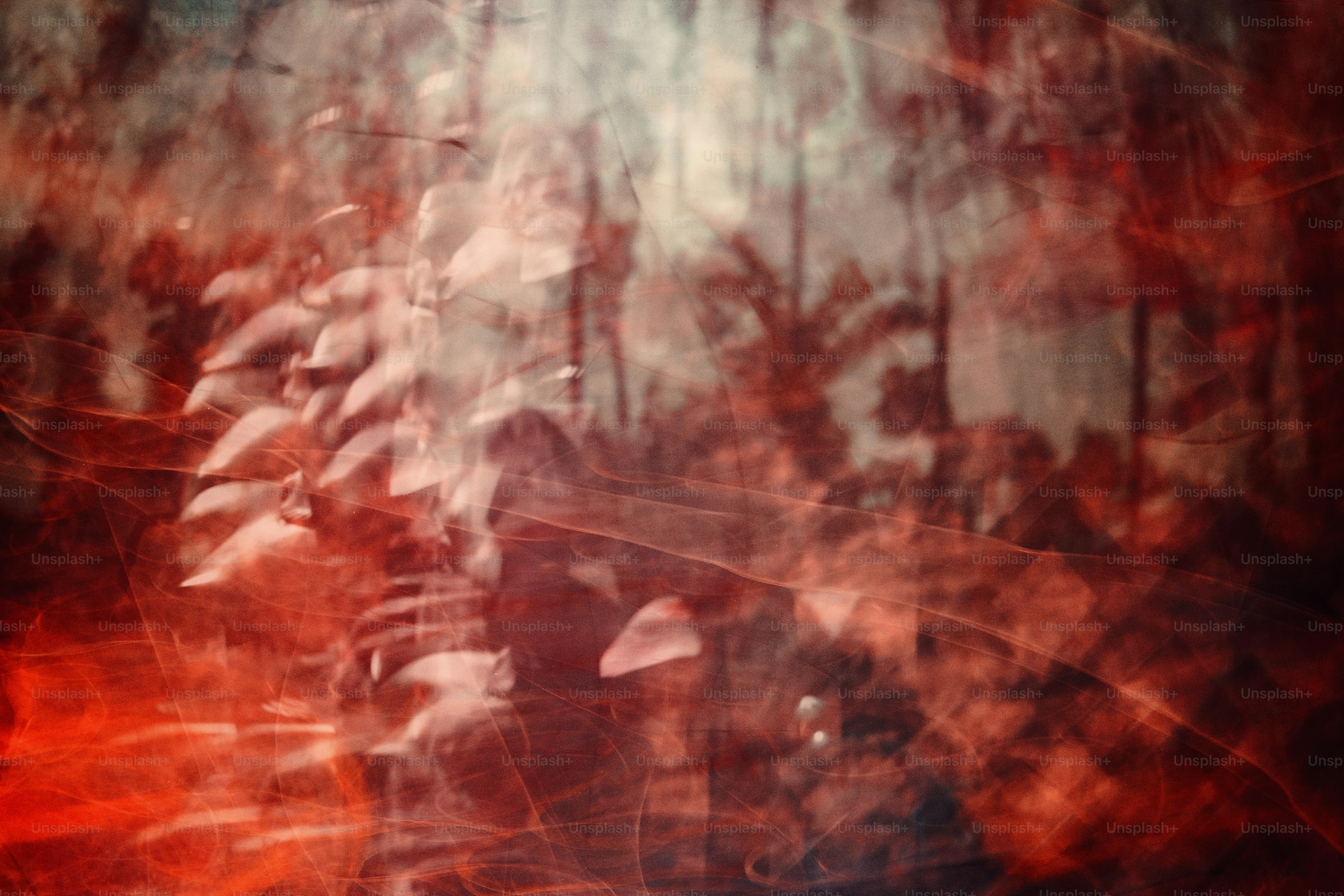 a blurry photo of a forest with trees