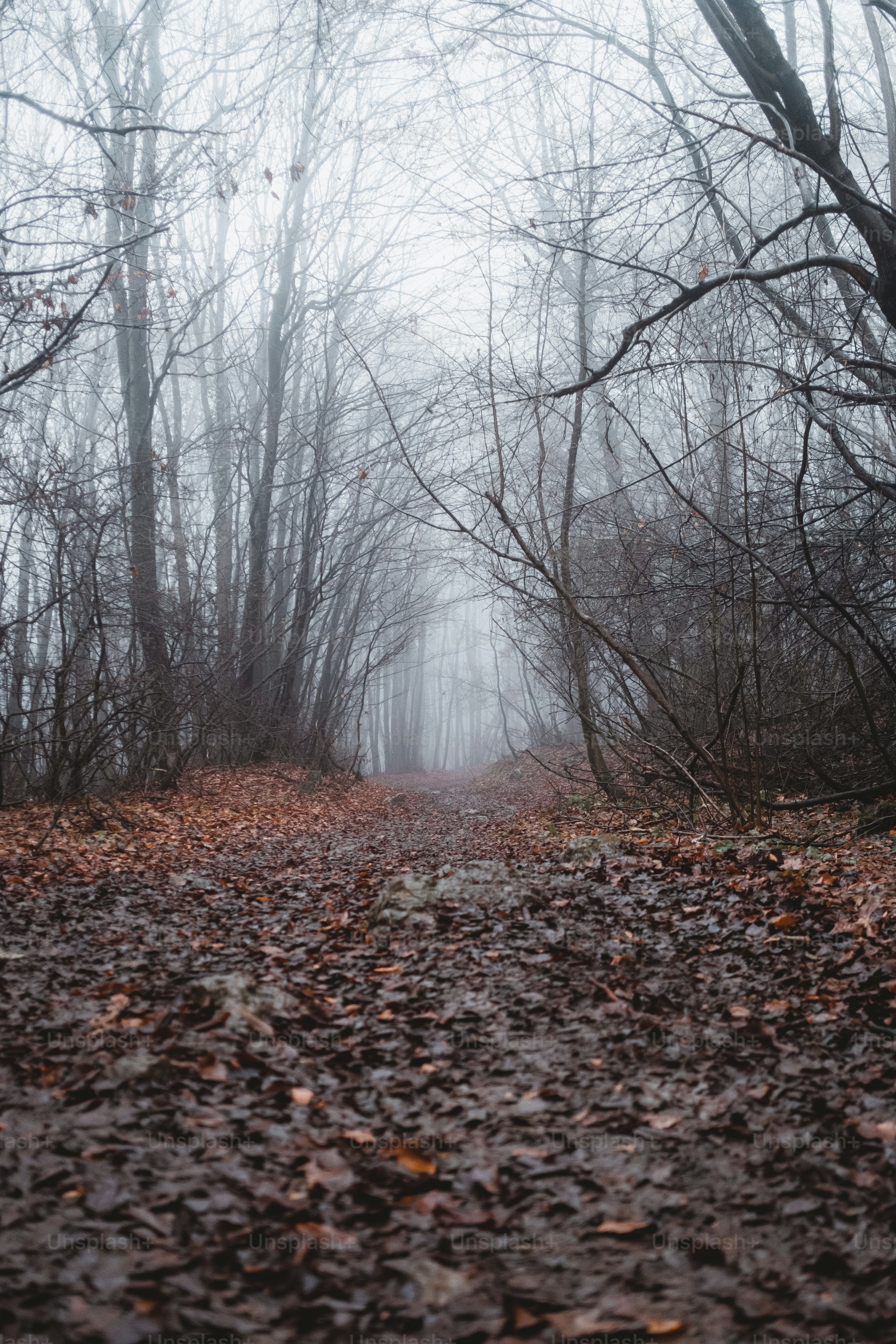 a path in the middle of a forest with leaves on the ground