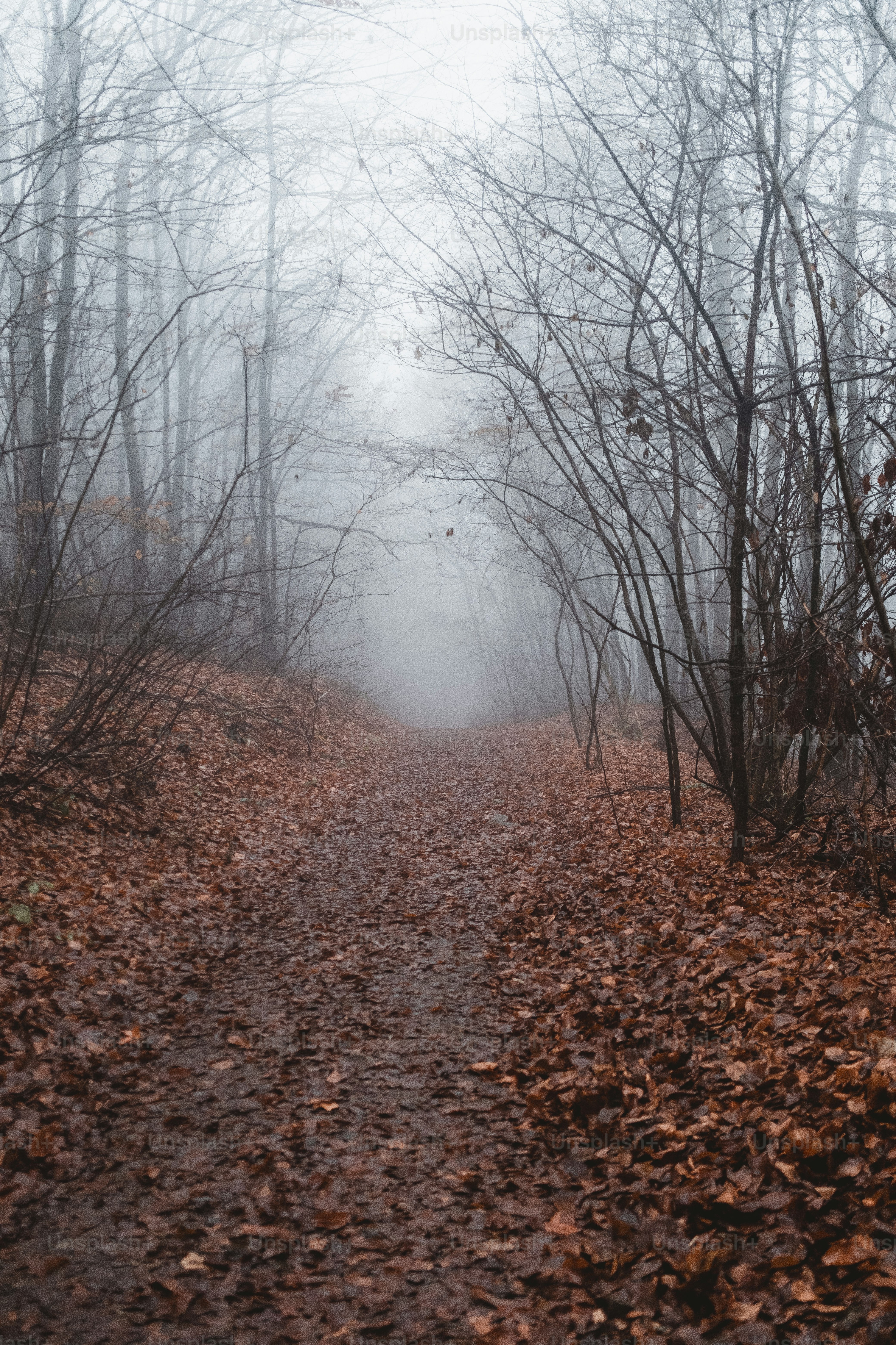 a path in the middle of a forest covered in leaves