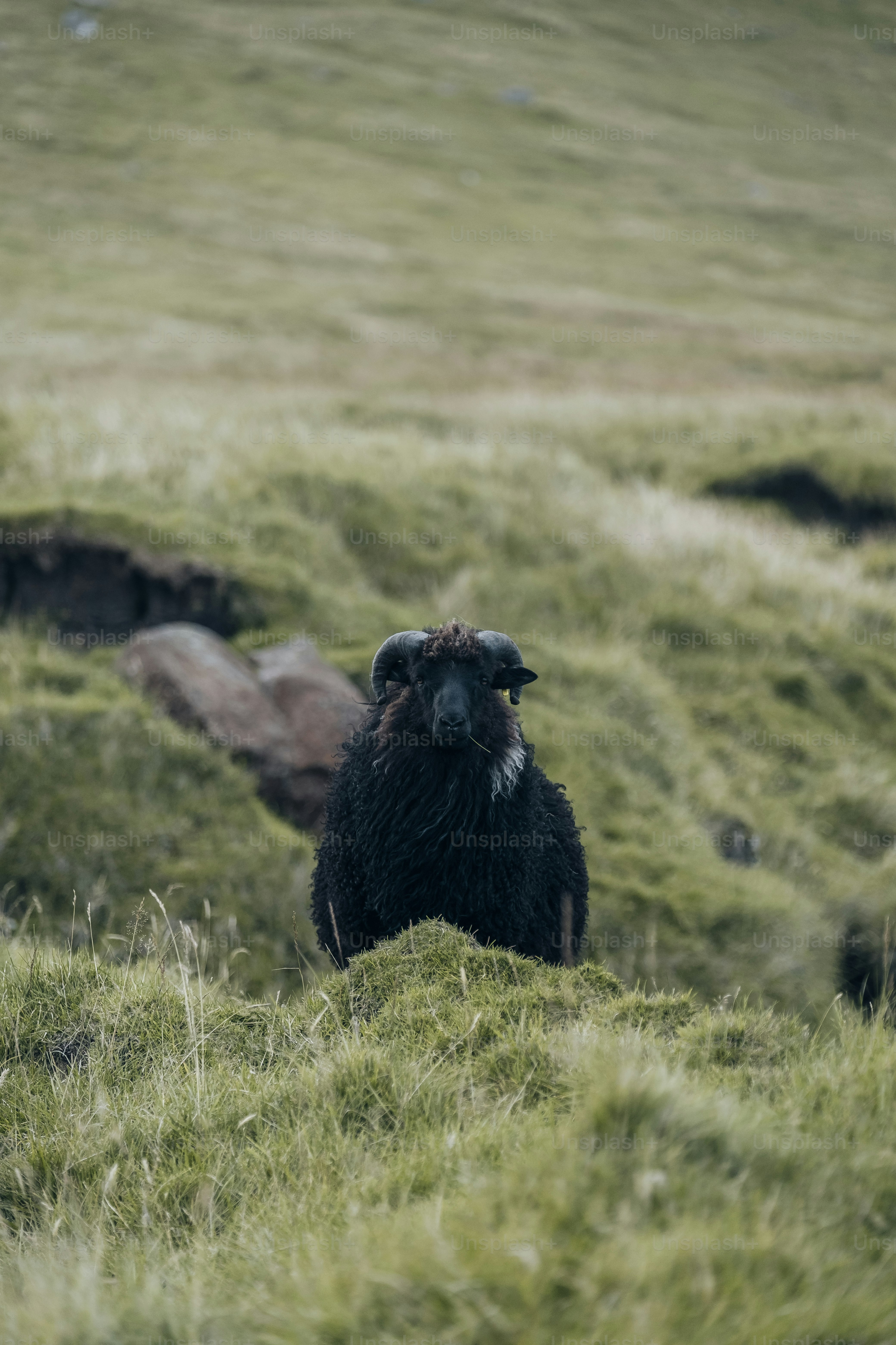 faroe islands