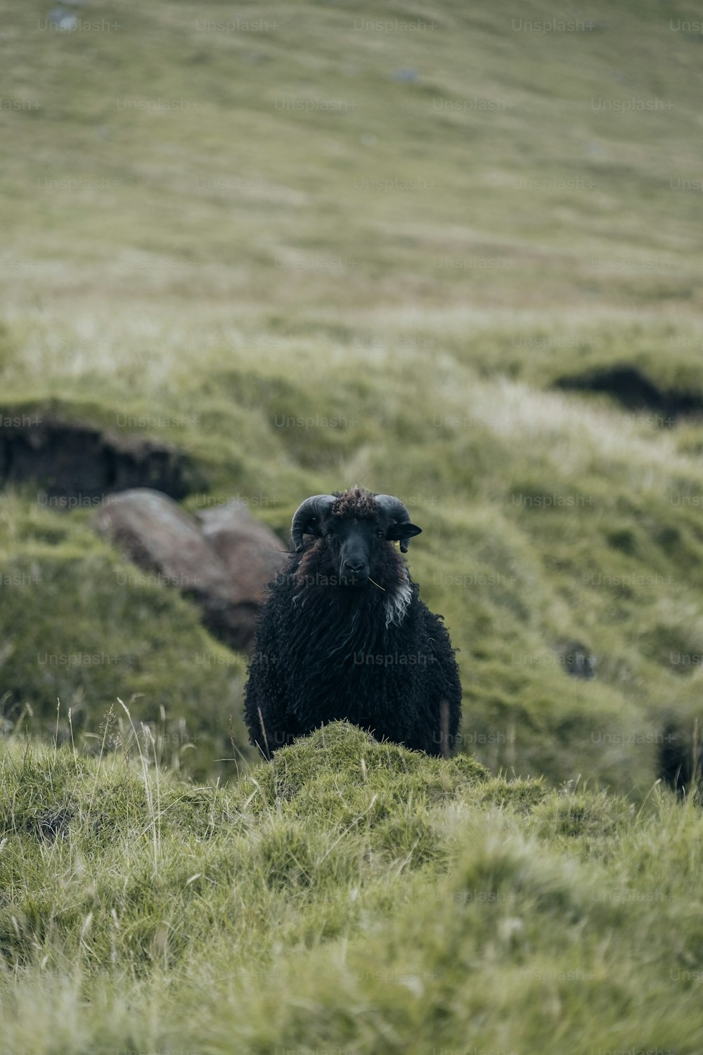 Una oveja negra de pie en la cima de una exuberante ladera verde