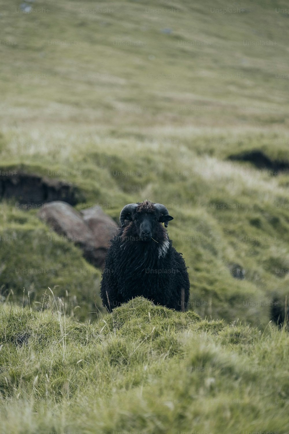 a black sheep standing on top of a lush green hillside