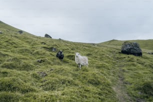 緑豊かな丘の中腹に立つ羊