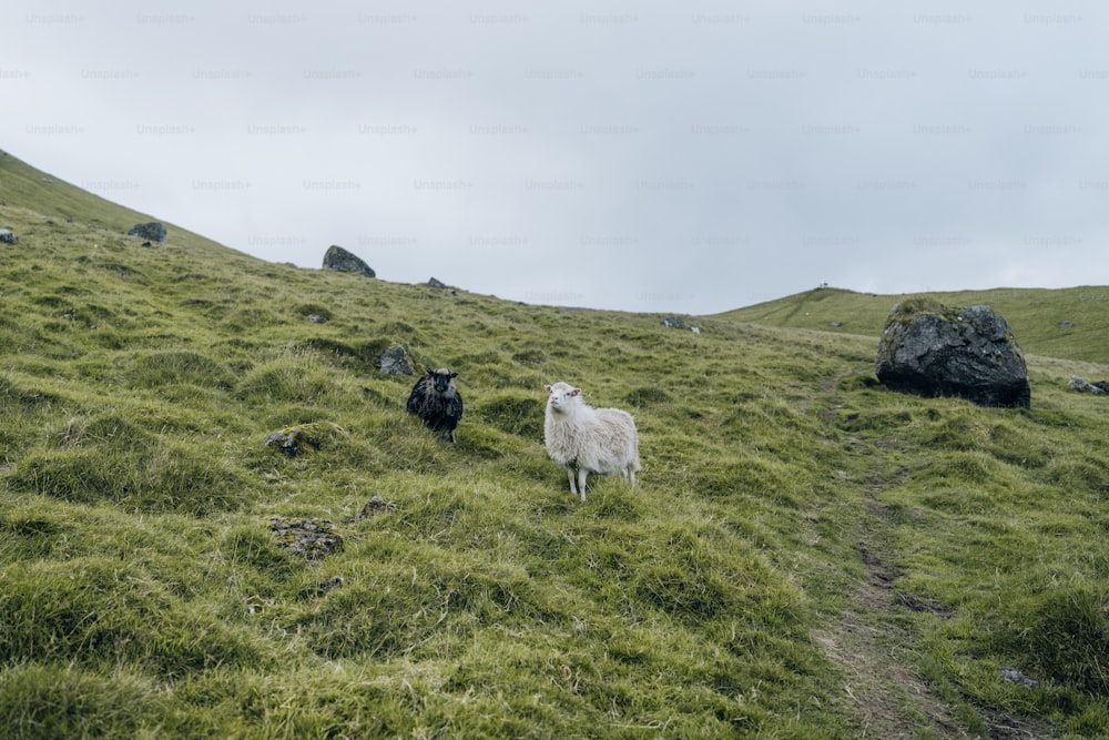 una pecora in piedi sulla cima di una collina verde lussureggiante