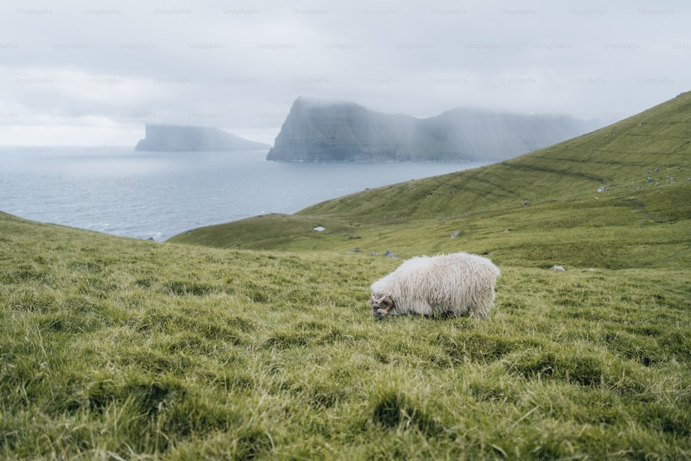 ein Schaf, das auf einem Feld mit einem Gewässer im Hintergrund grast