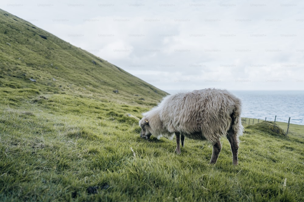 a sheep grazing on a grassy hill by the ocean